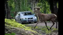 Volvo, test per evitare incidenti con animali
