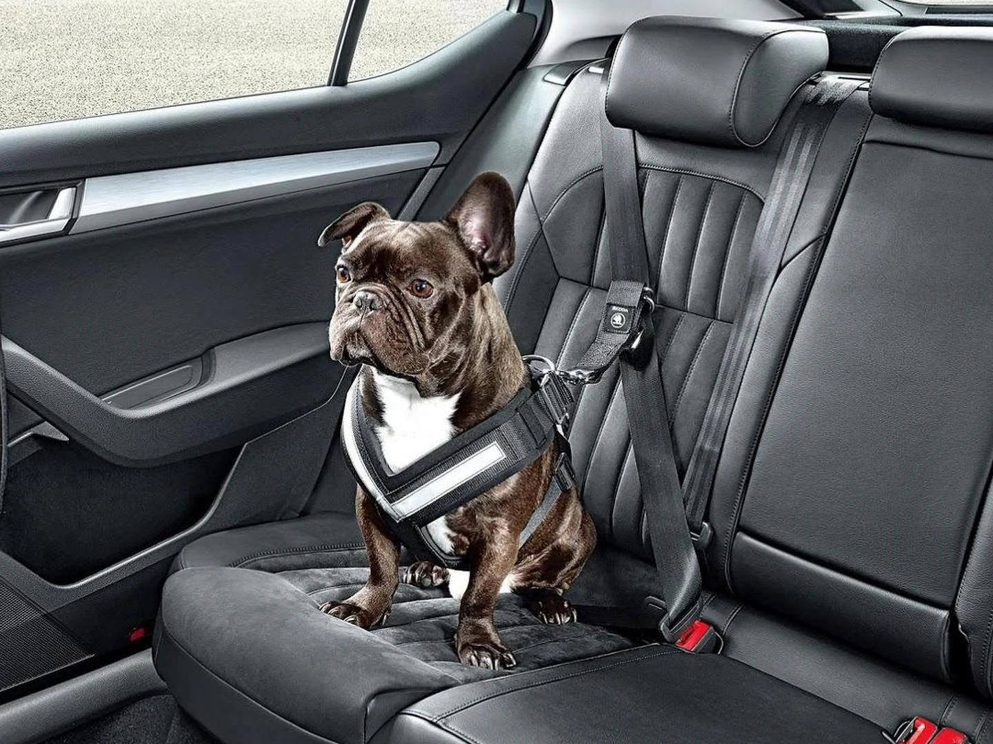 Belt, Pulley & Tensioner Kits GENUINE SKODA ACCESSORIES BACK SEAT