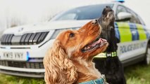 Skoda Kodiaq Dog Van