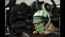 Lotus: Unfallschutz für Katzen