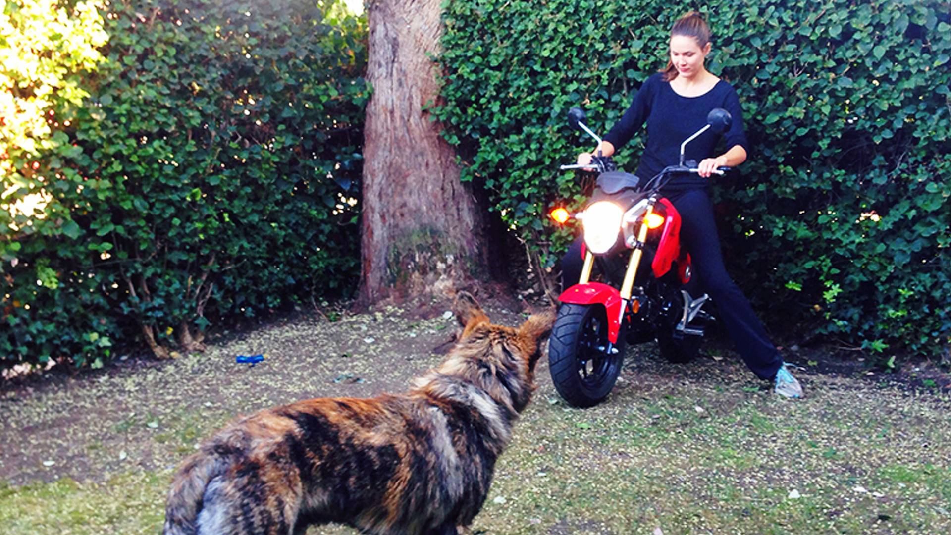 honda grom long distance