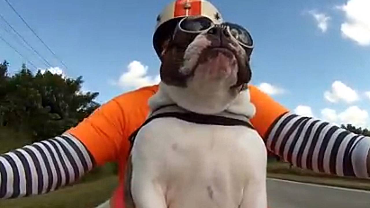 The Coolest Motorcycle-Riding Bulldog Ever - Video