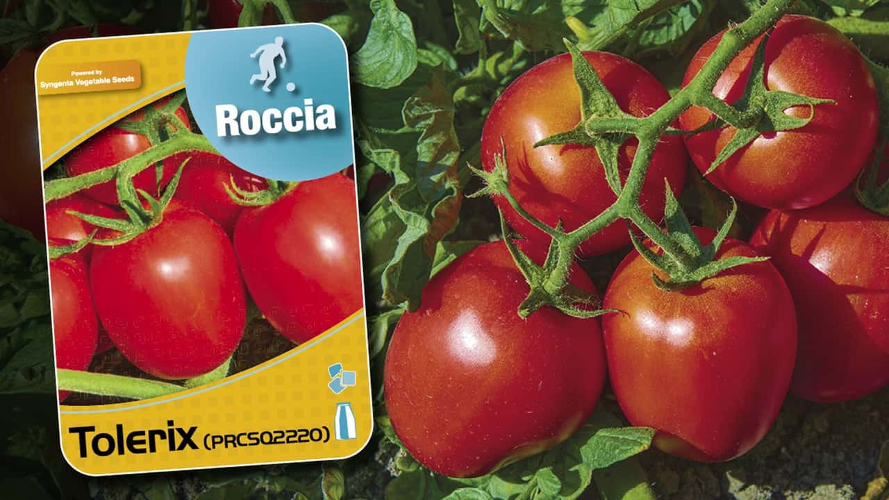 Syngenta Vegetable Seeds: team pomodoro 2024/2025 completo con il nuovo Tolerix
