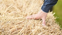 Quando conviene davvero pressare la paglia di orzo ad agosto nel 2026
