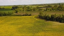 Perché inserire la colza nelle rotazioni 2025-2026?
