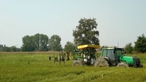  contenere riso crodo e graminacee resistenti in risaia, combinando Provisia, falsa semina, rotazioni colturali e controllo meccanico mirato