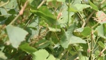 Guida alla lettura dei bollettini fitosanitari per peronospora e oidio, collegando rischio, stadio fenologico e strategie di difesa in vigneto