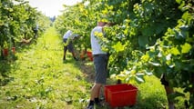Cisoa caldo 2026: cassa integrazione agricola anche per gli Otd
