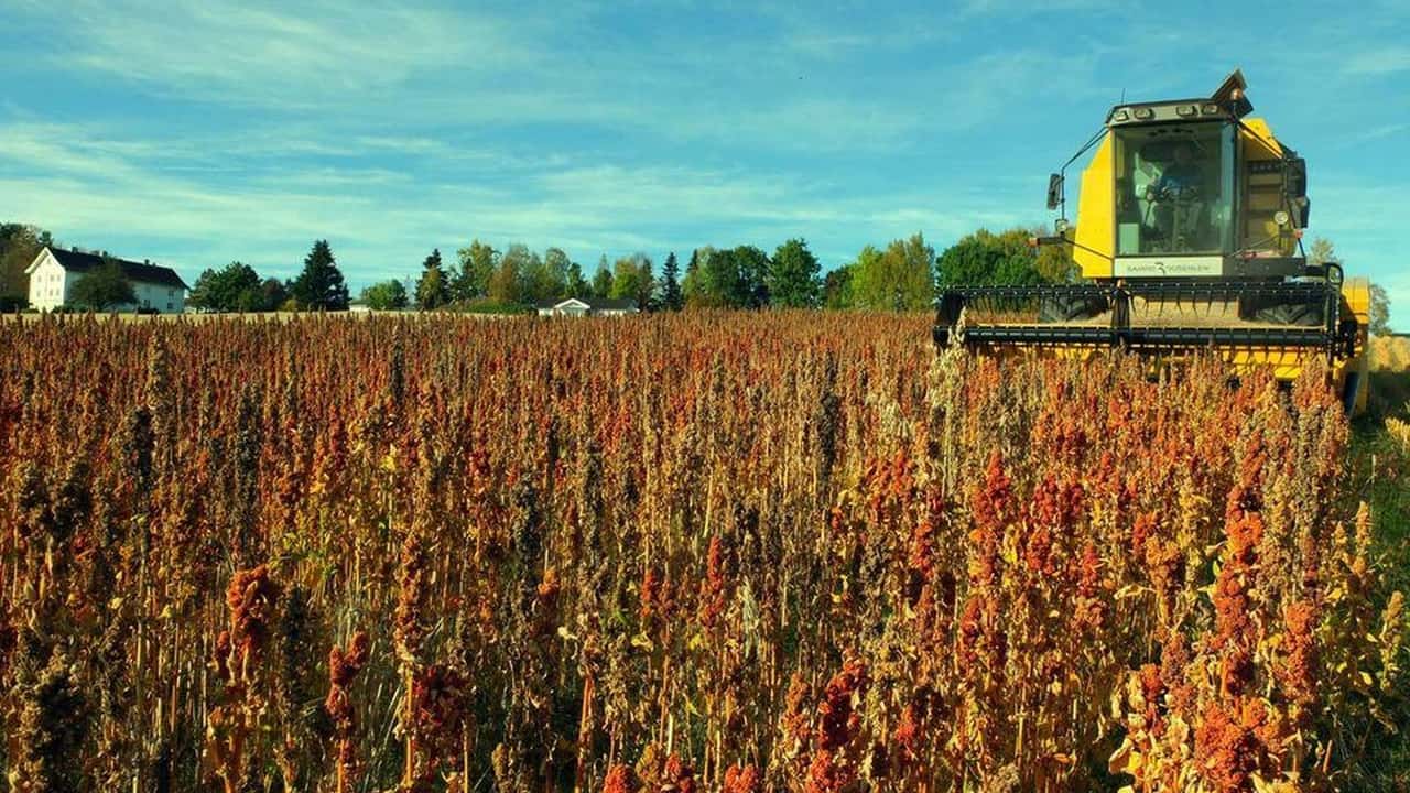 La quinoa si coltiva già su 450 ettari in Italia con PLV da 3.000 euro/ha: nel 2027 può diventare una scelta strategica per diversificare il reddito.