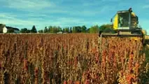 La quinoa si coltiva già su 450 ettari in Italia con PLV da 3.000 euro/ha: nel 2027 può diventare una scelta strategica per diversificare il reddito.