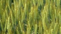 Biostimolanti su frumento in semina su sodo contro gli stress