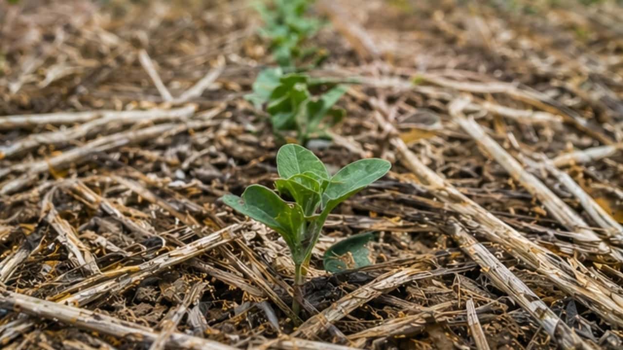 Gestione pratica di residui colturali e cover crop per favorire emergenza uniforme e inserimento della soia di secondo raccolto in sistemi conservativi
