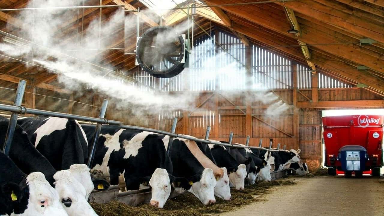 caldo-record-e-leggi-nuove-come-salvare-le-stalle-italiane