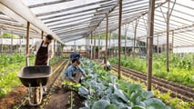 Incentivi per aziende agricole che assumono giovani svantaggiati. Esonero contributivo 100% per 24 mesi, potenziato nelle regioni del Sud Italia