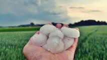 Gestione aggiornata dei trattamenti post grandinata tra rame, biocontrollo, tecnologie di precisione e requisiti documentali per disciplinari e controlli PAC