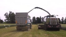 Triticale da insilato nei piani foraggeri 2026: rotazioni e rese