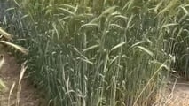 Criteri tecnici per confrontare gli ibridi di segale in funzione di foraggio, biogas o granella e della meccanizzazione disponibile in azienda