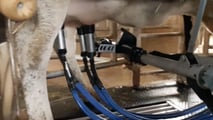 Uso dell’intelligenza artificiale per mungitura, benessere delle bovine e manutenzione predittiva in stalla