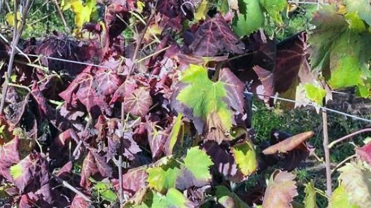 Pet_Flavescenza_dorata-1785312282126.jpg--_flavescenza_in_vigneto___incontro_di_campo_a_canelli_per_riconoscere_la_cicalina_e_difendere_il_moscato_e_la_barbera