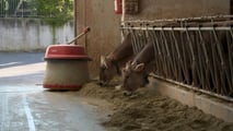 Bando benessere animale 2026: quando presentare domanda e cosa preparare