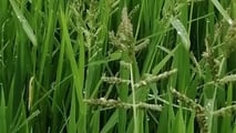 Uso mirato di biostimolanti e fitoregolatori dopo la rifinitura sul riso per gestire stress da diserbo, acqua e nutrizione senza aumentare la fitotossicità