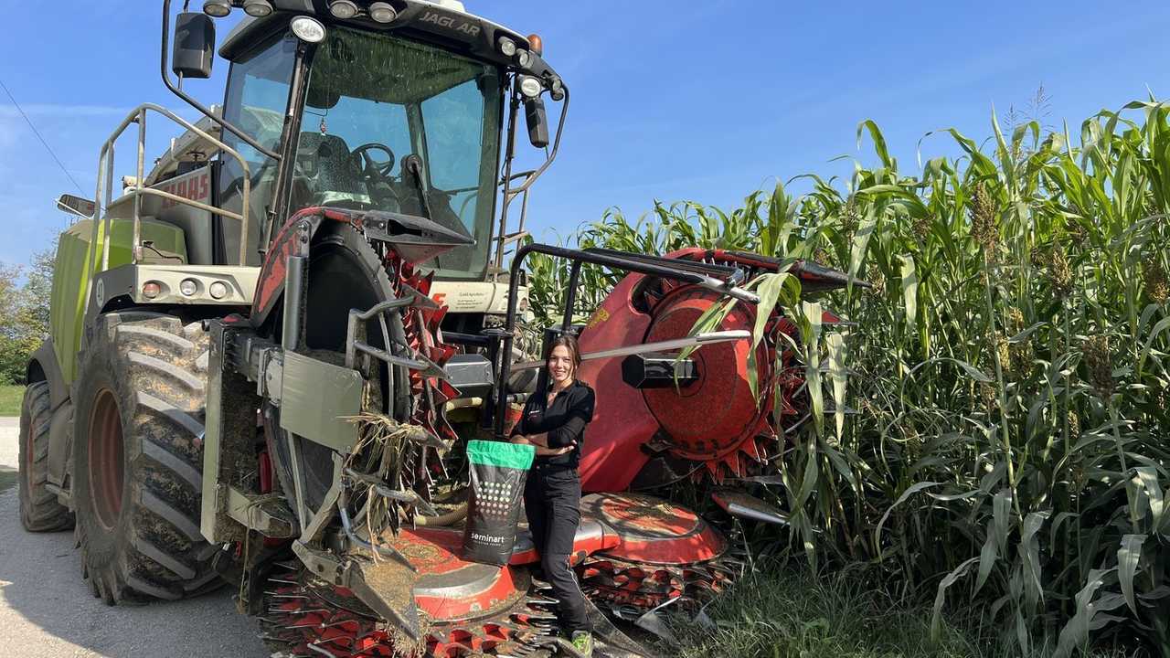 Seminart Dolce Letizia: il mix per il sorgo performante