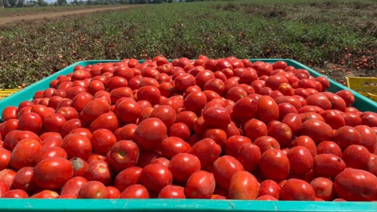 Lollobrigida: in agricoltura: lotta a commercio scorretto