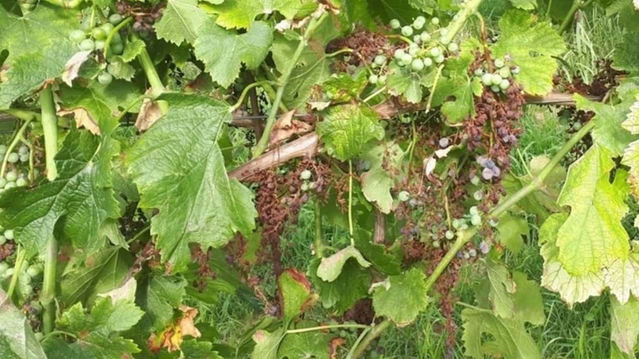 PERGADO: soluzione Syngenta per la peronospora a Enovitis 2025