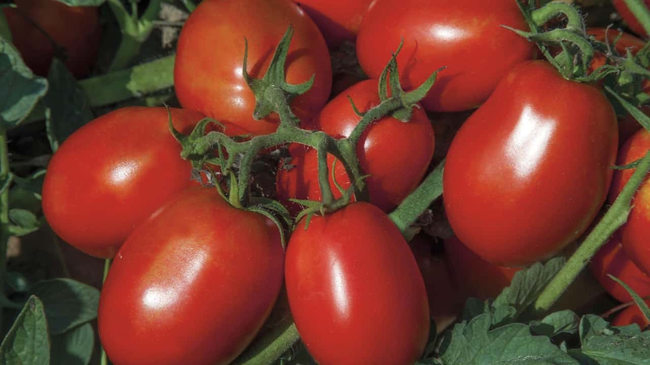 Syngenta: pomodoro Redix