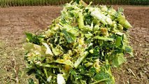SHREDLAGE Claas16