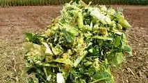 SHREDLAGE Claas16