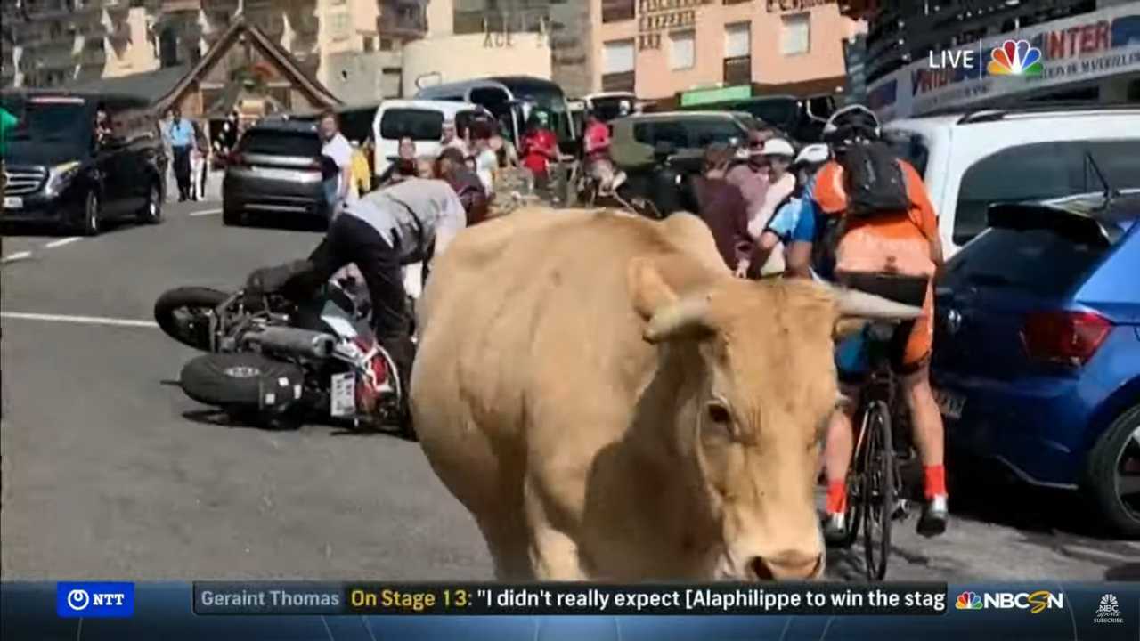 Cow Tips Motorcyclist