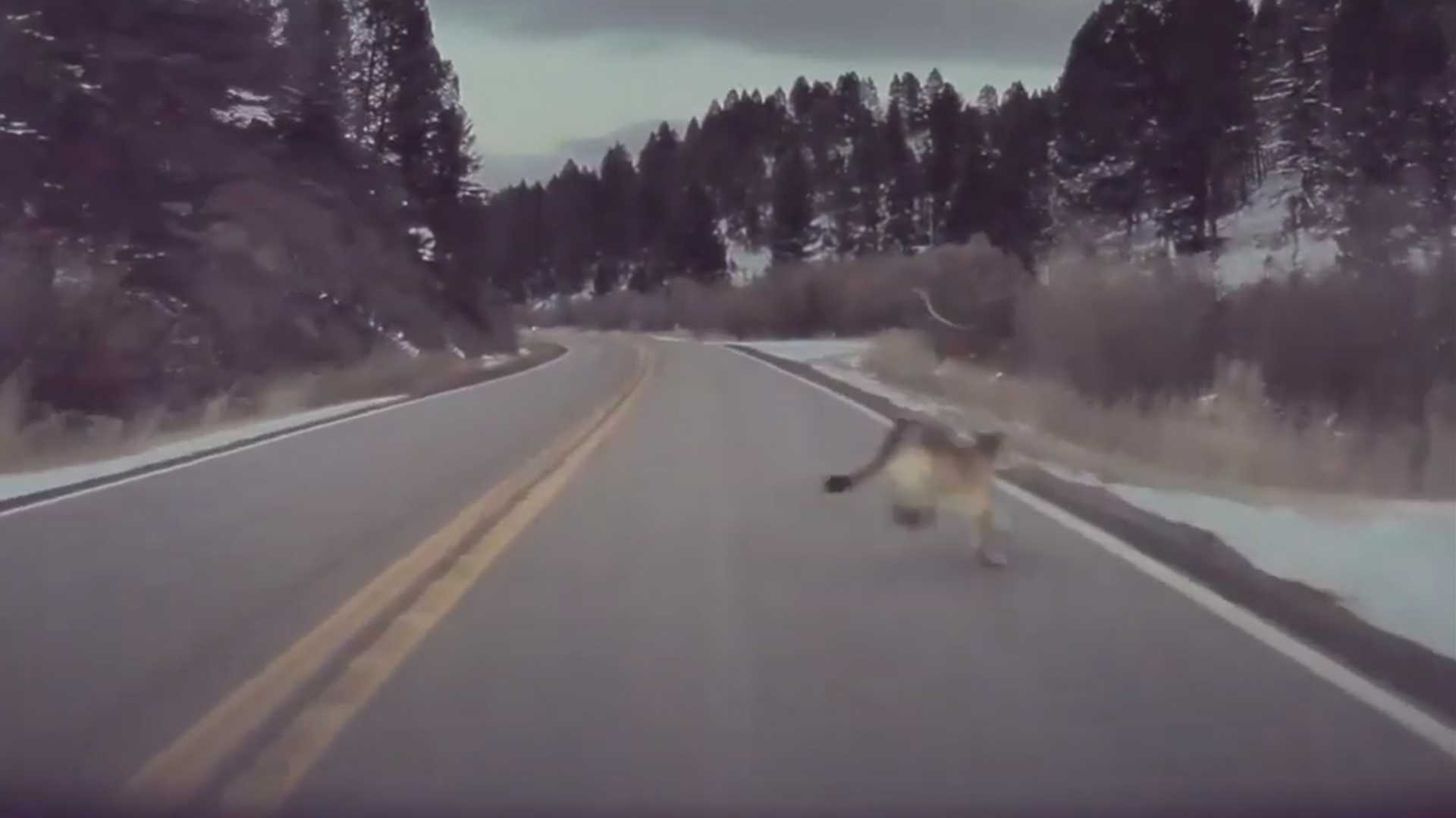 See Tesla Autopilot Brake For a Mountain Lion In Montana