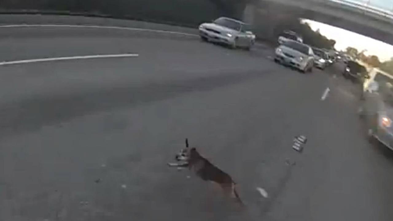 Video (NSFW Language): Dog Plays Catch Me If You Can with Bikers on Highway