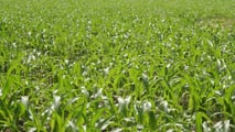 Strategie tecniche per programmare turni, volumi irrigui e scelte varietali del mais con risorsa idrica limitata in scenari di siccità 2026