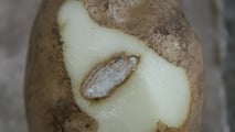 Disseccamento patata e raccolta: come ridurre danni meccanici e perdite