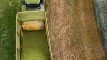 Come programmare raccolta e trincee per l’insilato di triticale