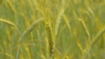Legge Pmi agricole: staffetta generazionale
