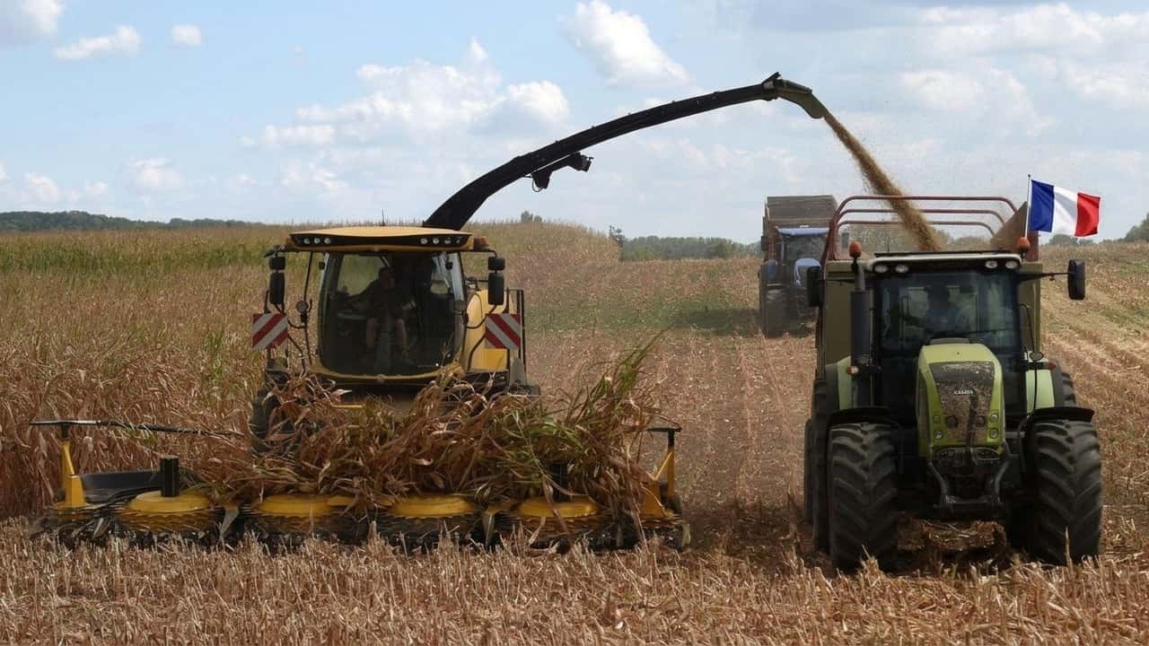 mais-e-grano-alle-stelle-lallarme-che-pesa-sugli-allevamenti