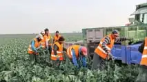 Controlli in agricoltura 2026: più ispettori contro il caporalato