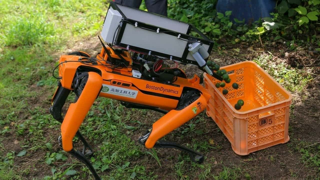 lupi-robot-e-portaceste-il-giappone-salva-i-suoi-agricoltri-anziani