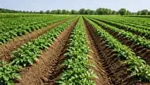 Quali granulari e biocontrolli usare contro gli elateridi nel 2026?
