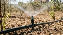 Gocciolatori autocompensanti 2026: scelta per vigneti, frutteti