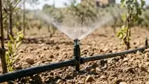 Gocciolatori autocompensanti 2026: scelta per vigneti, frutteti