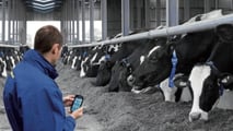 Effetti metabolici e riproduttivi dello stress da caldo nelle bovine 2026