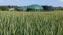 Triticale insilato per biogas: gestione di campo e raccolta 2026