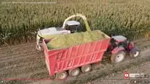 Lunghezza di trinciatura insilati: come tararla sul benessere delle bovine