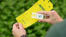 Coltivare luppolo in Italia: conviene avviare un luppoleto?