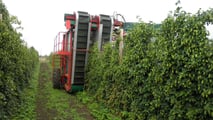 La raccolta è il vero collo di bottiglia della luppolicoltura italiana: dal training dei tralci alla scelta tra raccolta manuale, agevolata o meccanizzata.