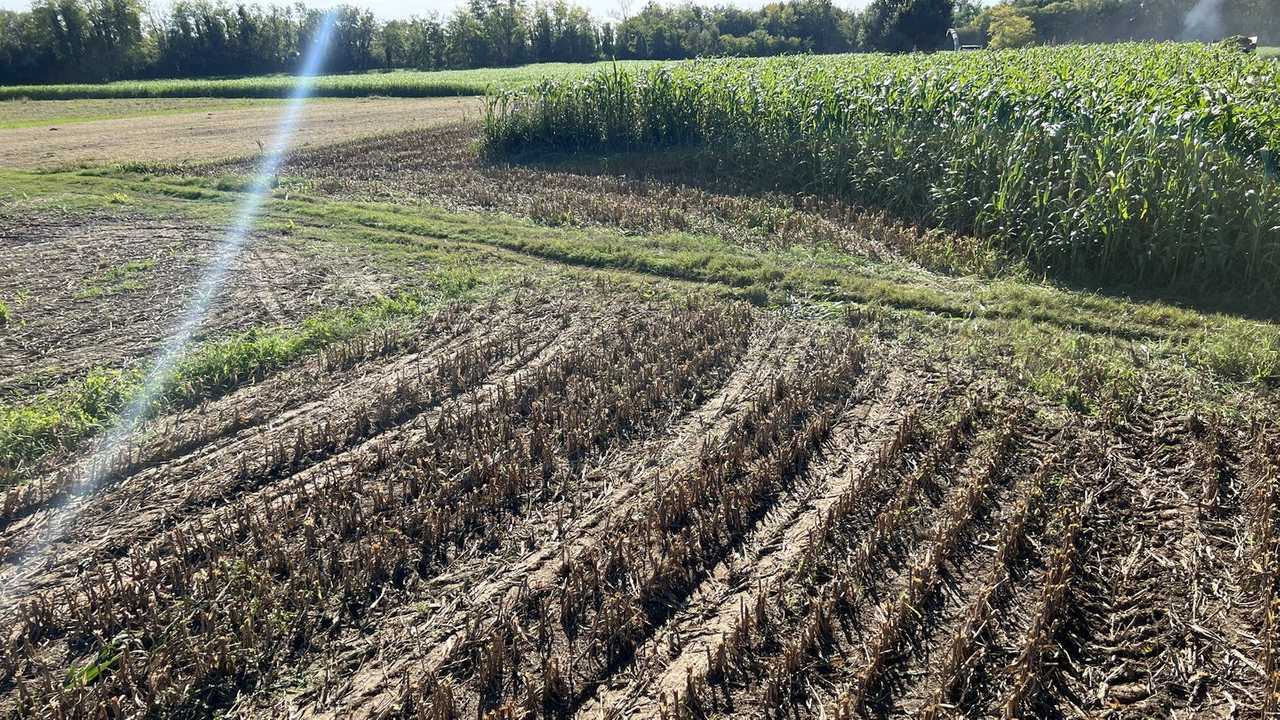 Seminart Dolce Letizia: il mix per il sorgo performante
